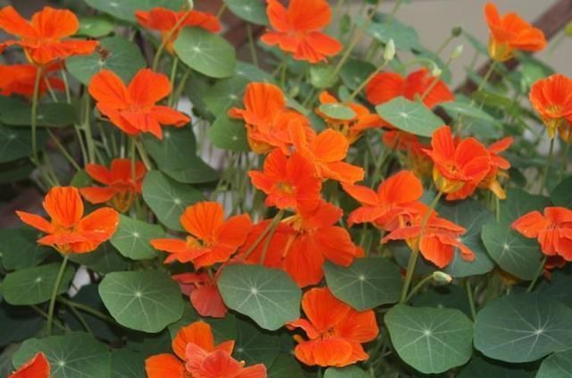 阳台|“不占地方”的4种花，多养几盆，阳台成“花海”，“天天”赏花