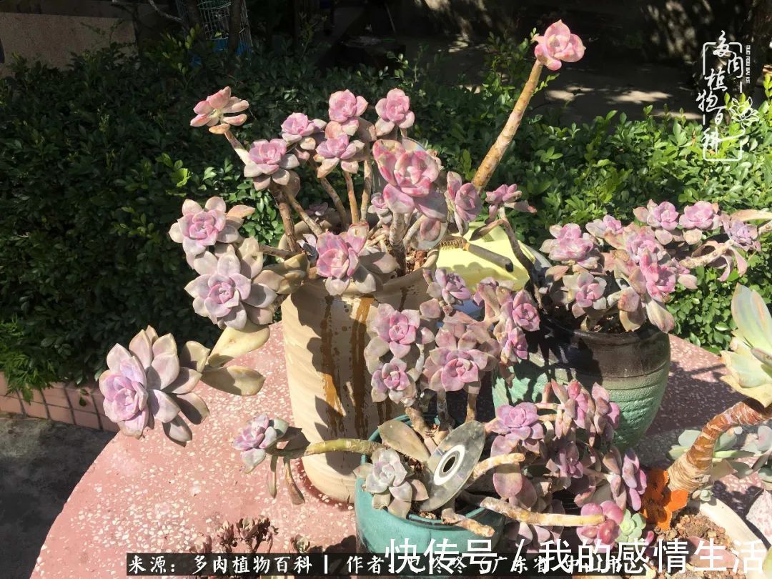 养多肉的路上患得患失,却依然如最初般热爱!