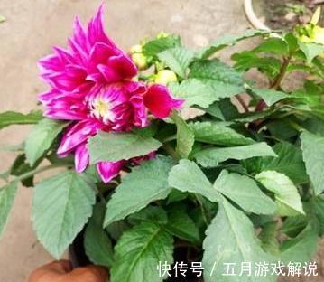 家里养3种花,一开花就是大半年,开花量大,花色艳丽