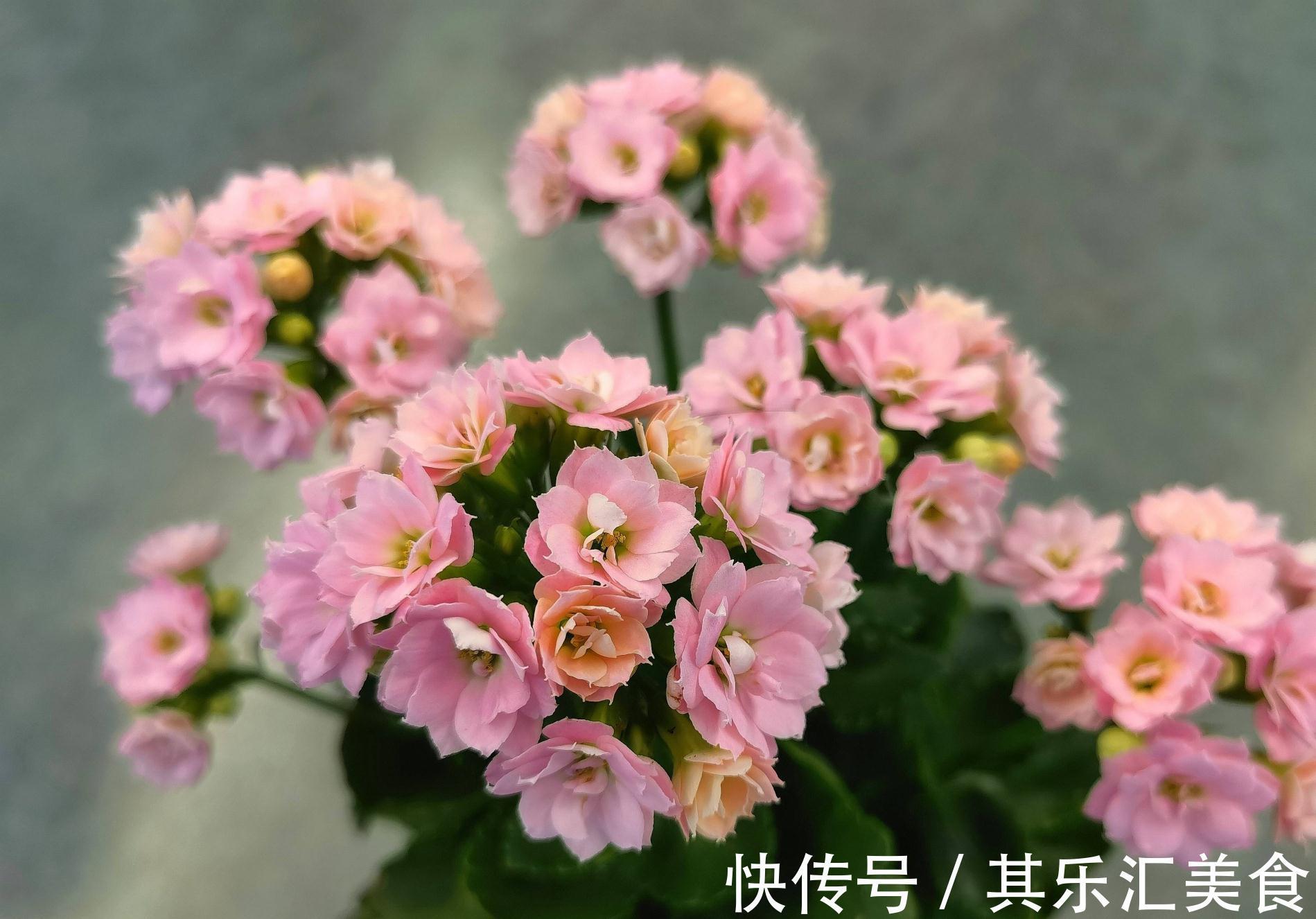 有3种花，花开满室很好打理，名字很吉祥喜庆能净化空气