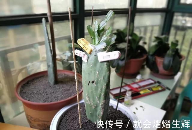 叶仙|蟹爪兰插萝卜上,也能嫁接?这波操作还是头一回见