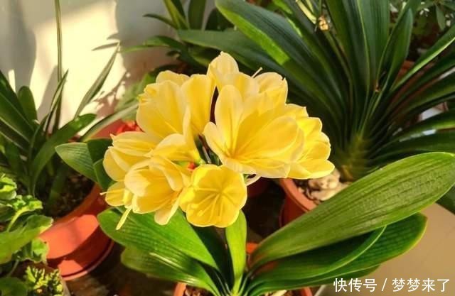  长出|君子兰夹箭，解决方法“简单粗暴”，见效快