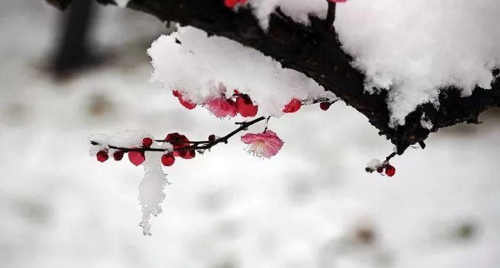  踏雪寻梅|大雪赏梅：暗香疏影 踏雪寻梅