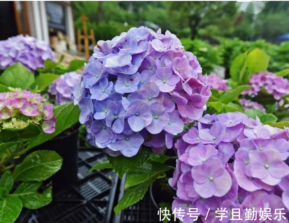 倒伏|夏季养殖绣球花,怕花大压弯枝头学会这几招,植株不倒伏