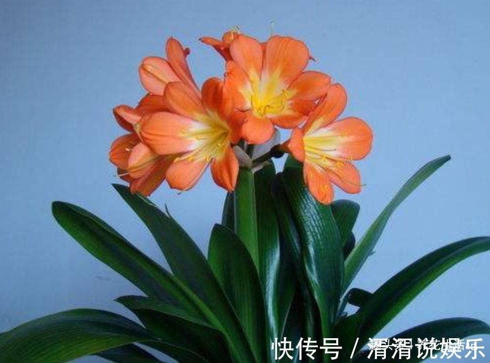 叶子|家养君子兰，叶片不对称、一边大一边小，学会“3招”就能解决