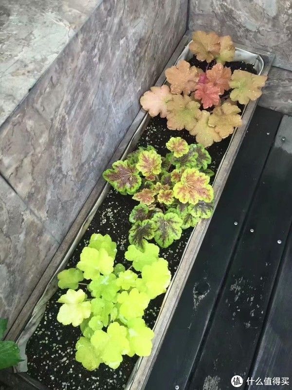 露台花园成型记（篇二）