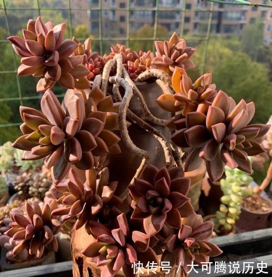 花友|养在室内的姬胧月越来越丑,果断换盆移到室外散养,半年成功逆袭!