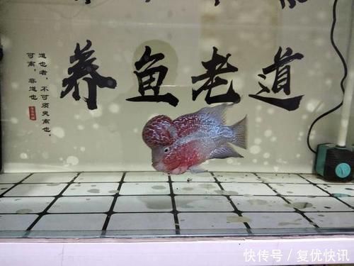 新入缸20多种观赏鱼、100多条，几乎无一伤亡，有什么经验可谈