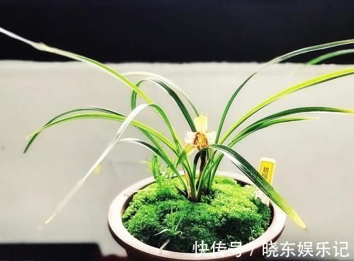 养殖兰花时，谨记僵苗的6个原因和救治办法，解决好了，苗壮芽旺