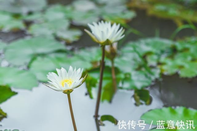 琅勃拉邦|老挝唯一的植物园，完全没有政府资助，拥有绿到犯规的美景