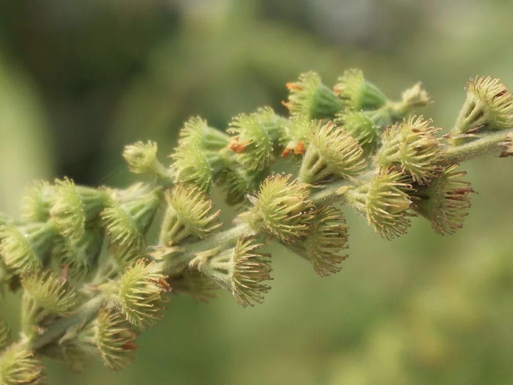 全身|全身有刺，但请珍惜它，既是美味野菜又是药材，市场10元一斤