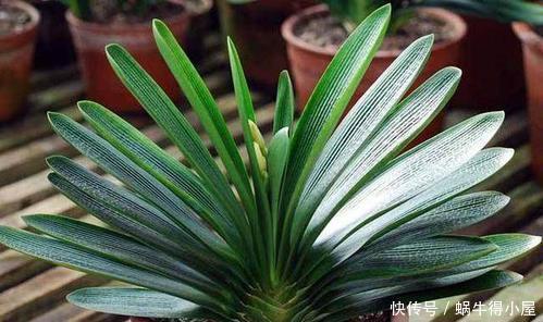养分|8月养君子兰，土里埋2种东西，疏松肥沃，叶片挺拔如折扇