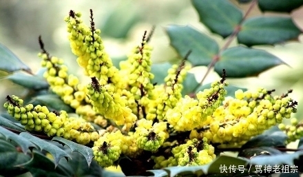 土黄连|这种植物叶形奇特有八个角,果实似葡萄,却是治肺结核的良药!