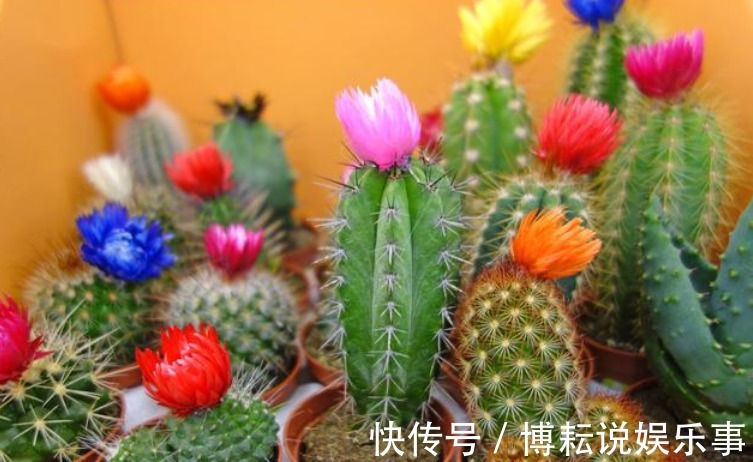 新手就养“4种花”，1个月忘记浇水，照样长得旺，还开出漂亮的花