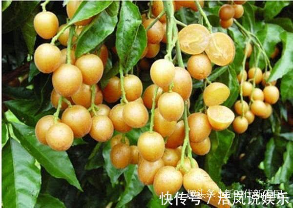 女人|夏天吃这果子，美容养颜、预防中暑，女人一定要多吃