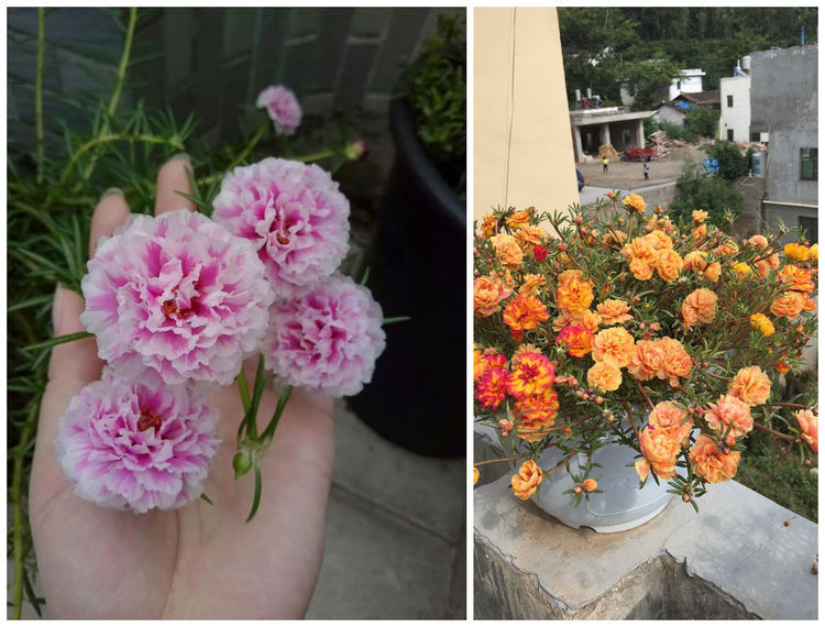 喜欢菊花,就养盆“玫瑰精品”金枝玉叶,花开清新淡雅,金光灿灿