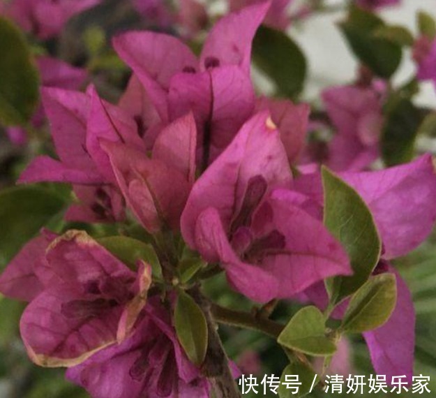 爆盆|三角梅不开花采用“饥饿”法促进生根，快速萌芽开爆盆