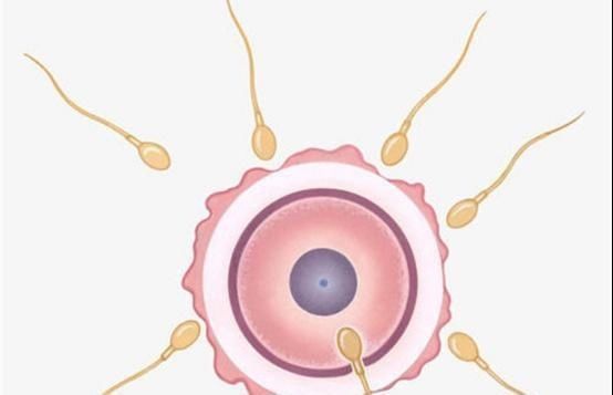 排卵期|精子和卵子相遇需要多少时间超过这个时间没有五个反应，别等了