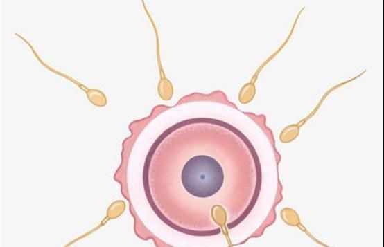 排卵期|精子和卵子相遇需要多少时间超过这个时间没有五个反应,别等了