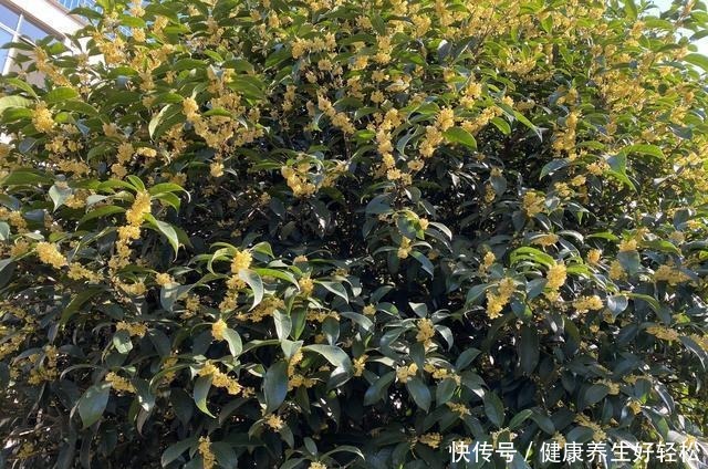 桂花最简单的几种保存方法,学会了一年四季都能吃到桂花做的美食!