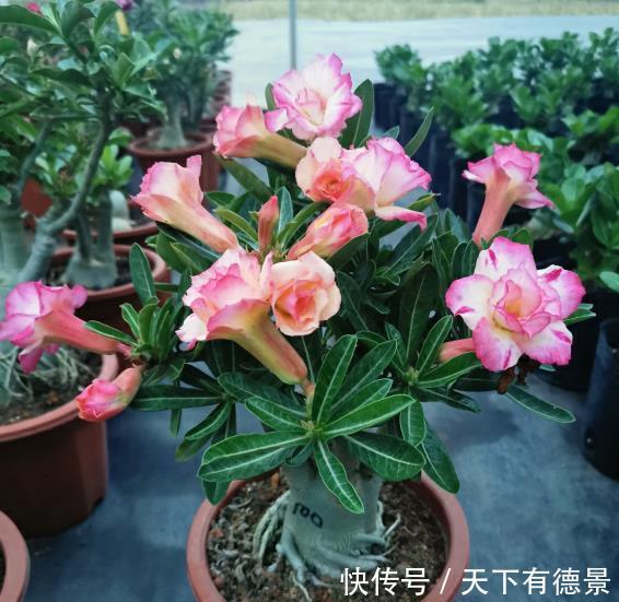 玫瑰|沙漠玫瑰温度低如何越冬?只需做好3点,春季直接开爆盆!