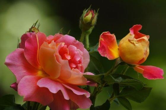 蔷薇花|8月7日-8月22日,庭院选这几款花,花开上百朵,花期超半年