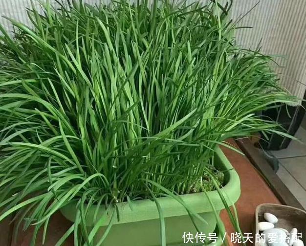 饮料瓶|谁说养花一定要用花盆,空酒瓶、饮料瓶、罐头瓶秒变养花神器!