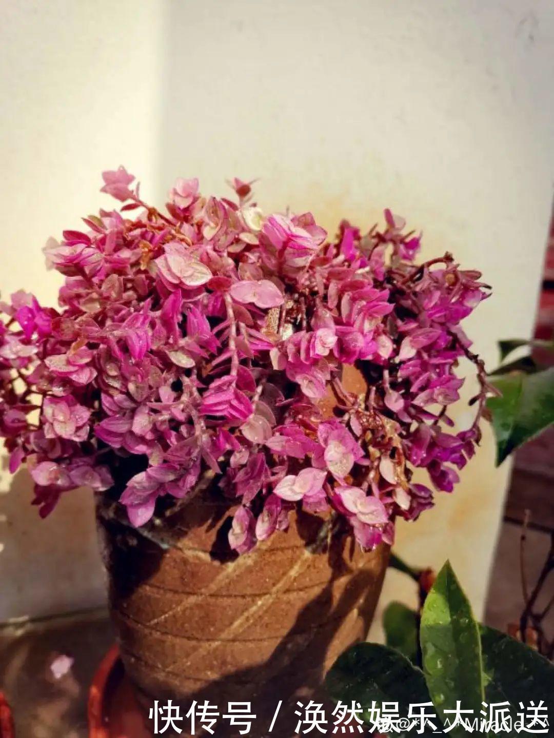 5种花真稀罕,叶子越晒越红彤彤,一盆能开20朵!