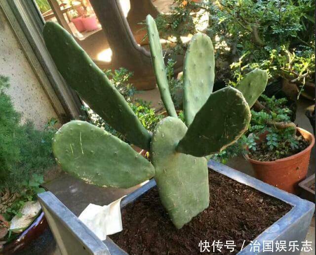 侧芽|仙人掌叶片瘦弱“营养不良”,学会小“绝招”,一年变“壮汉”