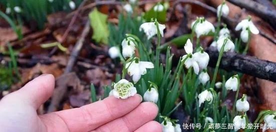 蒜泥|厨房里的1种调味料，用来养花，花苞呼呼长，养一盆旺一盆！