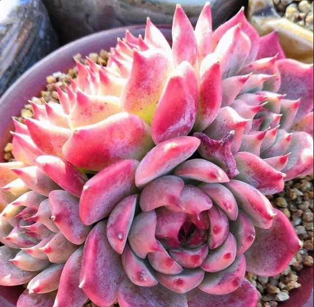 这“三多肉”是公认的爆崽小能手,室外冻一冻,憋成群生肉墩子