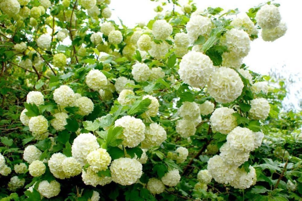 品种|家有庭院绝不可错过的5种花，打造花海无压力，任谁看了都羡慕