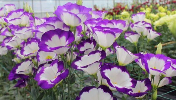 4种花被称为开花劳模，365天开花不断，每天都有花赏