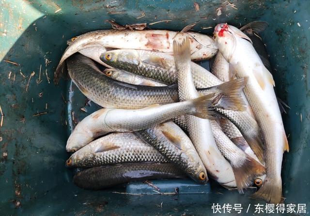 钓鱼不用饵,空钩就能钓上几十斤,钓友们说这算不算钓鱼?