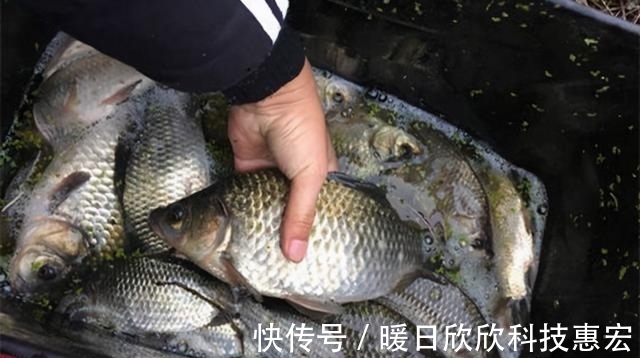 鱼儿|野钓想要连竿爆护,就必须弄明白这五个重要因素,才能鱼获满满