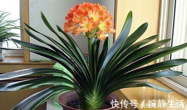 啤酒|别给君子兰用啤酒了,用它才最“靠谱”的,叶片宽大油绿又整齐!