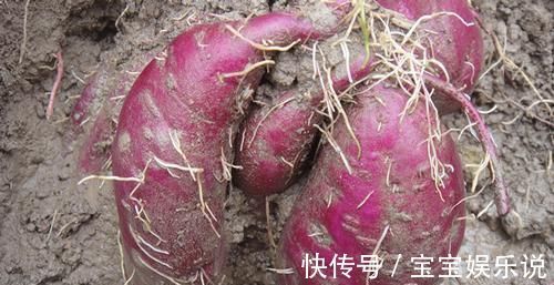 表皮|保存红薯很久都不烂,农村老人这样教的,而且还越放越甜