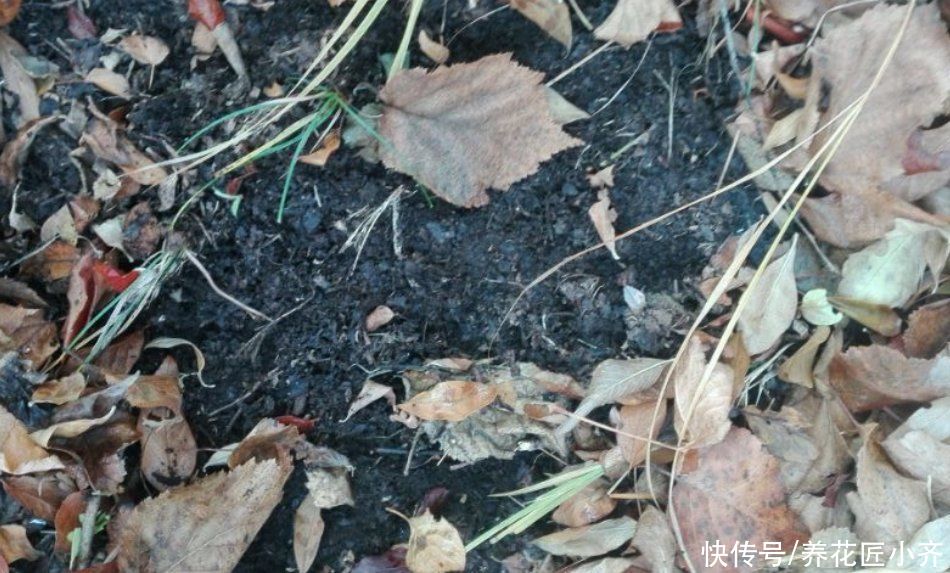 路边能捡到3种“东西”，养花很好用，可以省钱买点花