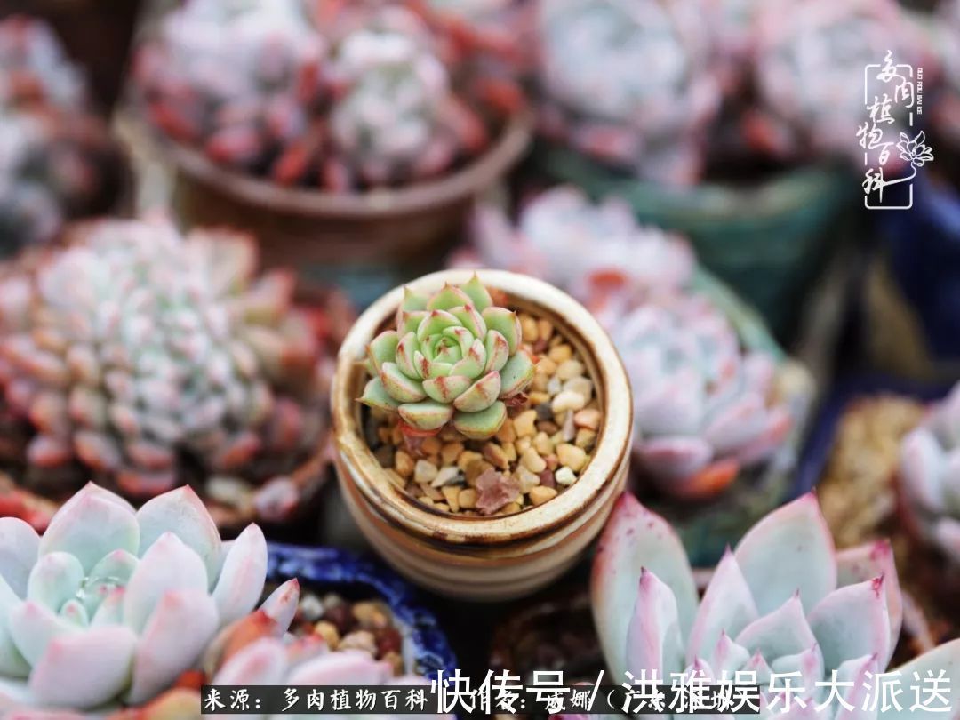 橙梦露|笼子里露养的多肉，越养越美！有多肉的日子伴着小确幸！