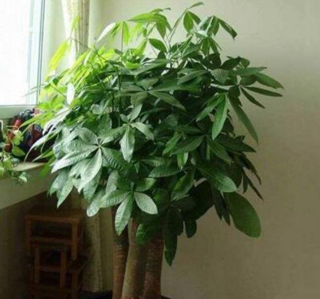 家里就养3种花,高端大气又旺财,2021年鸿运当头,福运迎门!