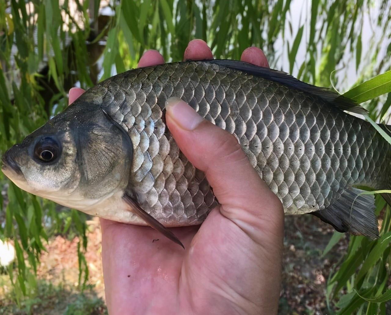 银鲫|土鲫真的长不大？用这种笨办法，立刻区别土鲫、银鲫和工程鲫