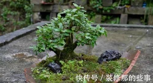 个性|破壶烂瓦做盆,每一个都破出了个性