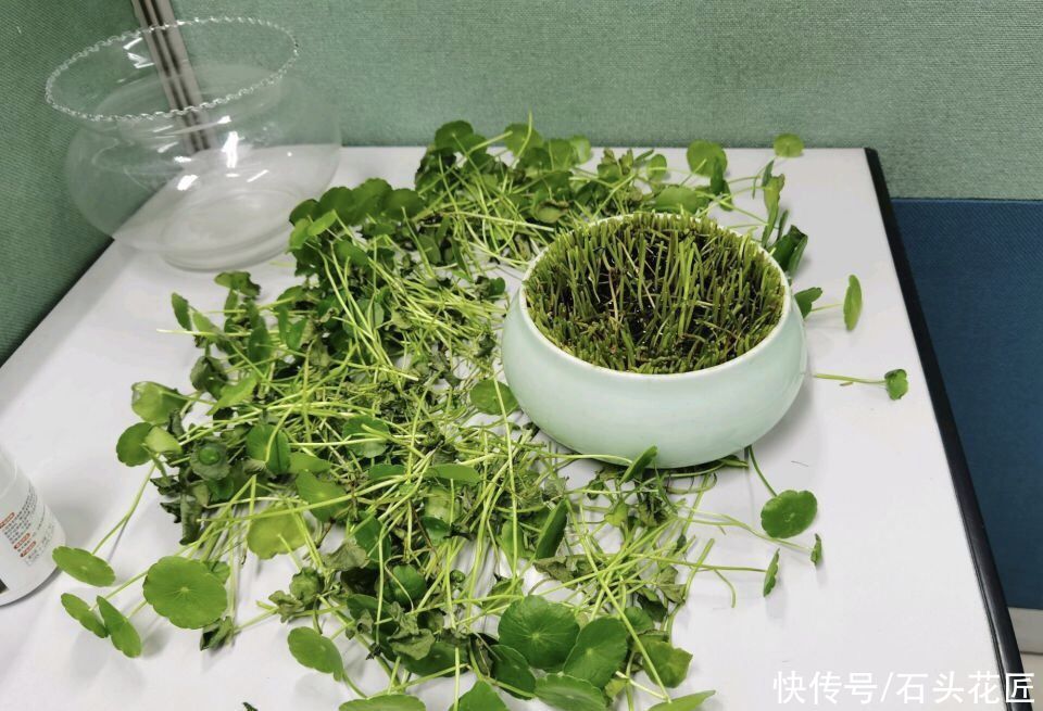 家里有5种花，春天记得“打头”修剪1下，这样才能长“饱满”