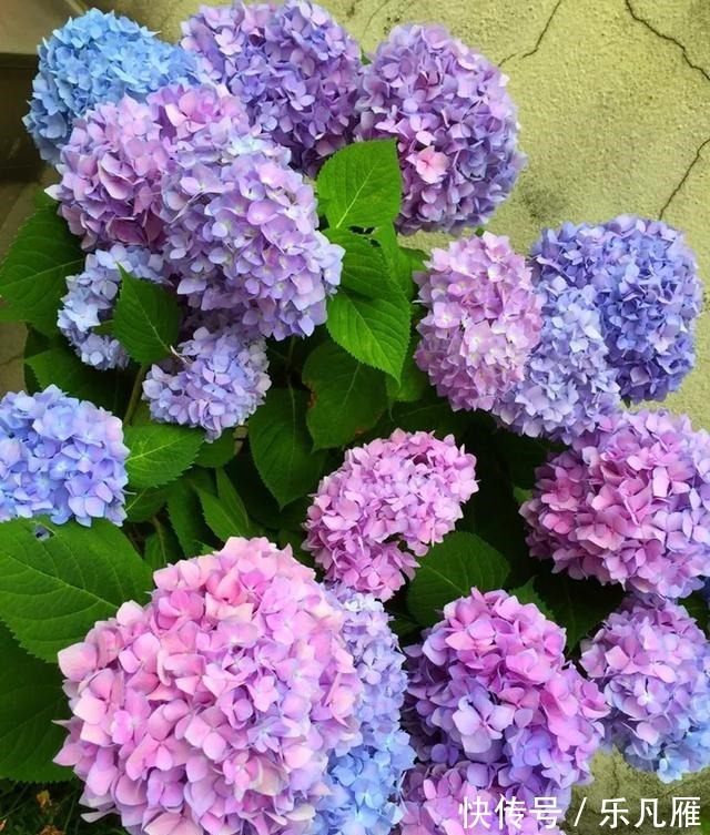 养花技巧快死的花,剪一刀立马活,还能再开花!