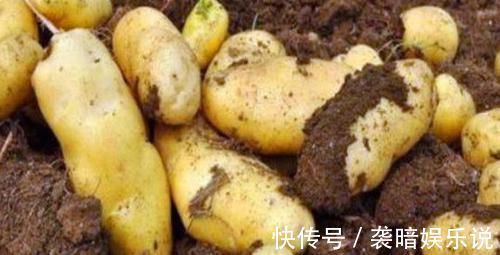 养生|养生不可少的食物，不要错过，改善便秘，促进排毒，越吃越健康