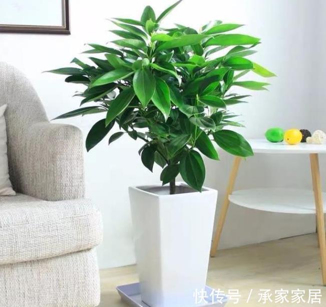 绿植|4种霸气侧漏的“丑绿植”，四季油绿寓意好，是家庭盆栽佳品