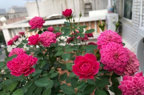 家家都有的1种水，用来浇花，连施肥都省了，养啥旺啥