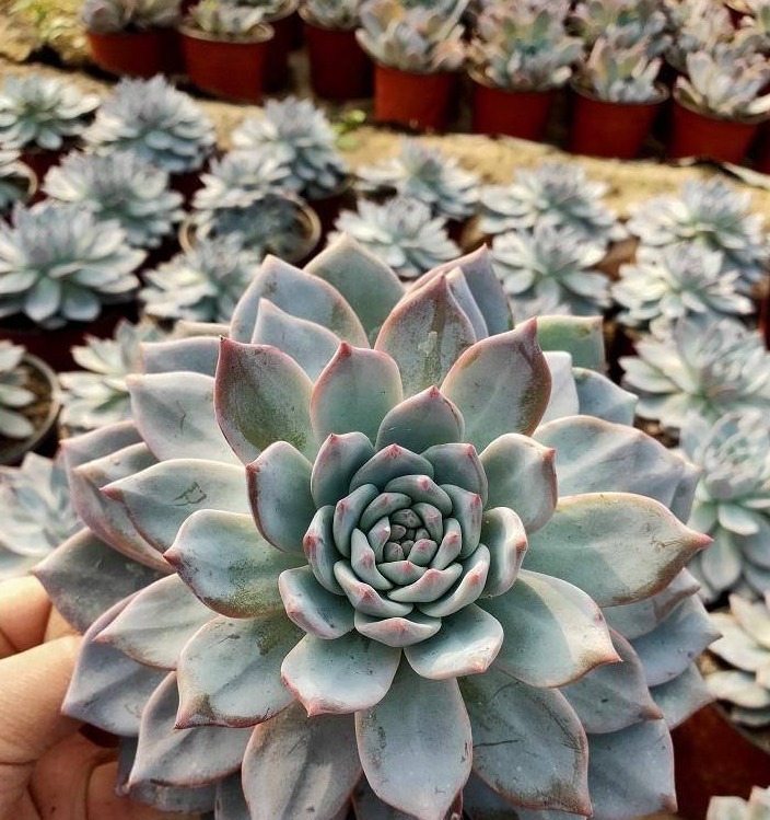 开春养多肉,5种多肉,适合新手养护,白菜价格,便宜好养