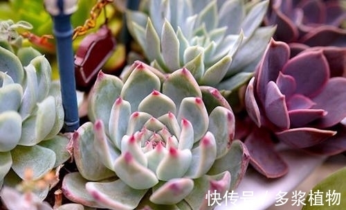 扦插|多肉繁殖,教你2个方法,新芽侧芽一起长,一盆变多盆!