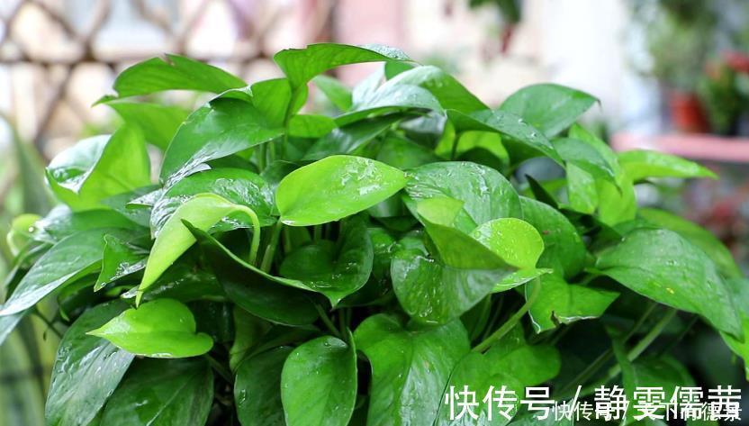 绿萝喜欢“3种水”,实惠又省钱,定期浇灌不黄叶,长势旺盛